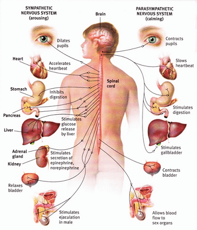 Biểu hiện của cường giao cảm