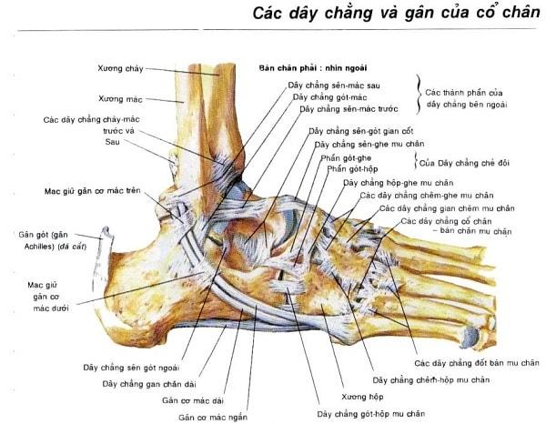 Nguyên nhân gây ra đau cổ chân Nguyên nhân gây ra đau cổ chân