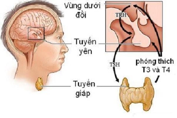 nguyên nhân bệnh suy giáp