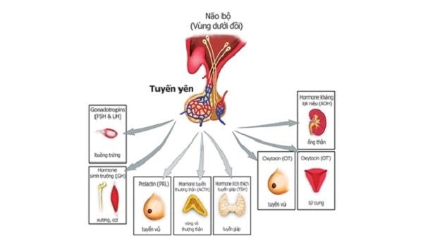 Nguyên nhân gây ra bệnh suy tuyến yên Nguyên nhân gây ra bệnh suy tuyến yên