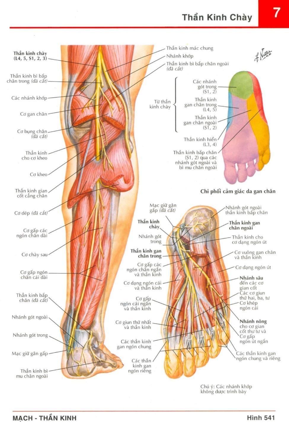 Thần kinh ngồi Thần kinh ngồi