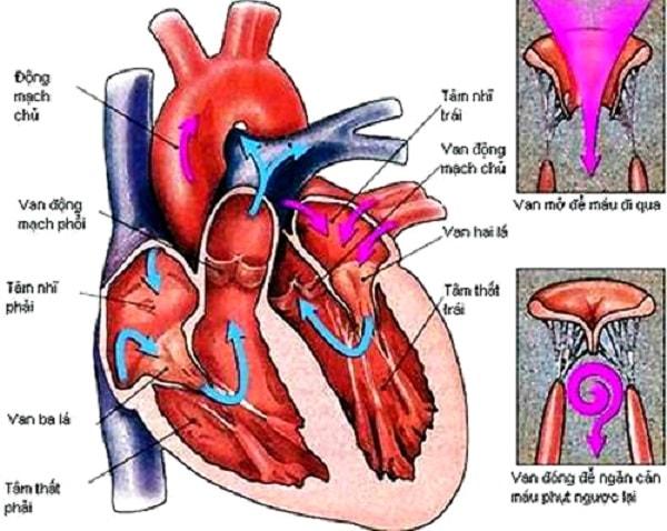 Nguyên nhân gây ra bệnh tim Nguyên nhân gây ra bệnh tim